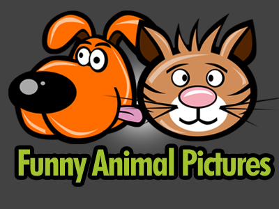 Funny Animal Pictures Toon/Logo
